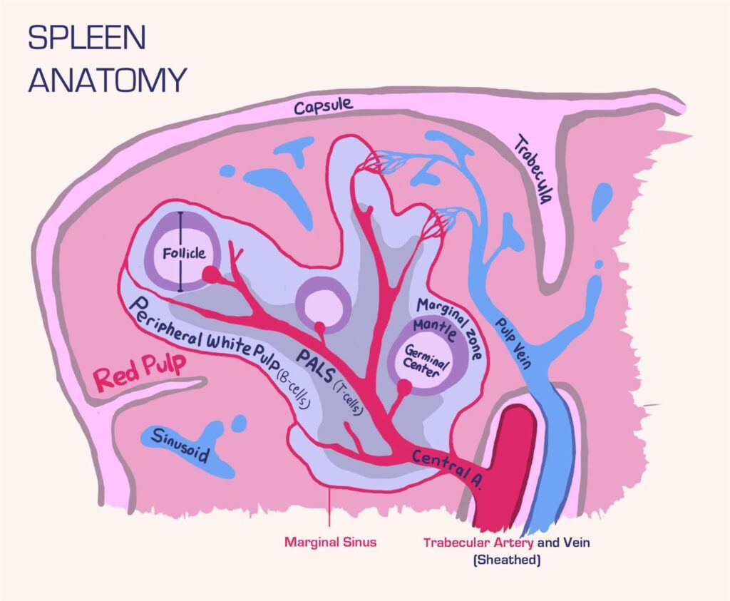 Secondary Lymphoid Tissue | USMLE Strike