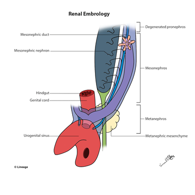 Kidney Embryology | USMLE Strike