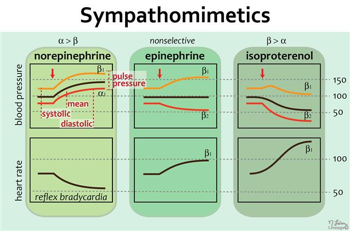 Sympathomimetics | USMLE Strike