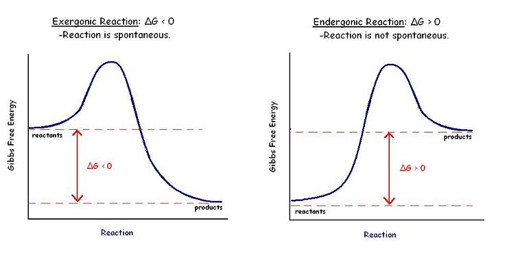 Enzyme Kinetics | USMLE Strike