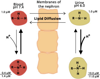 Drug Excretion | USMLE Strike